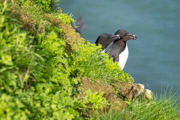 Two puffins while hunting