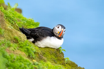 The Atlantic puffin, also known as the common puffin