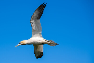 Fototapeta na wymiar Common gannet in flight 