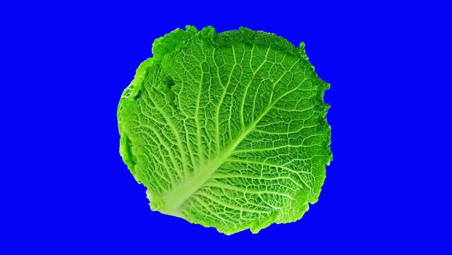 Green cabbage on a blue background
