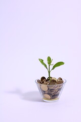 Plant growing in a glass container with small change. Financial concept.