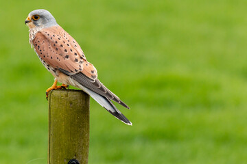 european kestrel stands on a pole in front of a grass landscape, negatice space