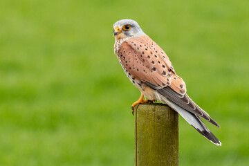 european kestrel stands on a pole in front of a grass landscape, negatice space