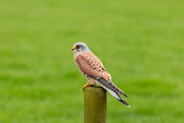 european kestrel stands on a pole in front of a grass landscape, negatice space