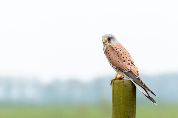 european kestrel standing on a pole looking at the camera, birdwatching in the Netherlands