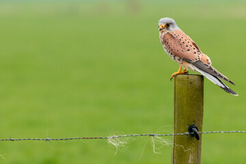 european kestrel stands on a pole in front of a grass landscape, negatice space