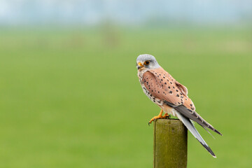 european kestrel stands on a pole in front of a grass landscape, negatice space