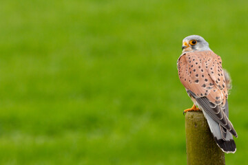 european kestrel stands on a pole in front of a grass landscape, negatice space