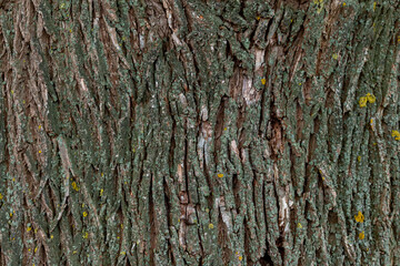 Texture of a big tree, background image