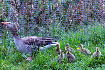 Mother duck protects his little ones