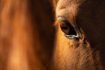 Pferdeauge © Nadine Haase