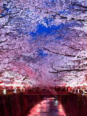 目黒川の夜桜　東京都