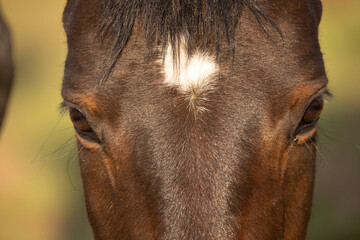 Pferdeauge © Nadine Haase