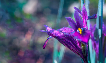 Spring background of purple crocuses in dew drops with diamond bokeh. Selective, soft focus