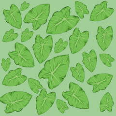 some green taro leaves on a green background