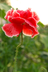 Close up of beautiful, red, blooming poppies in a natural field