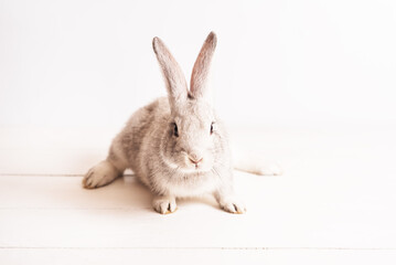 cute funny baby rabbit of gray color on light wooden table. Decorative rabbit, rabbits for breeding. Rabbit breed giant