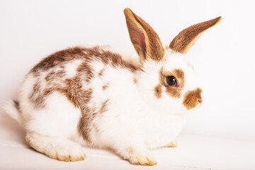 cute funny baby rabbit of white and brown color on light wooden. Decorative rabbit, rabbits for breeding