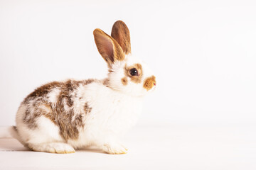cute funny baby rabbit of white and brown color on light wooden. Decorative rabbit, rabbits for breeding