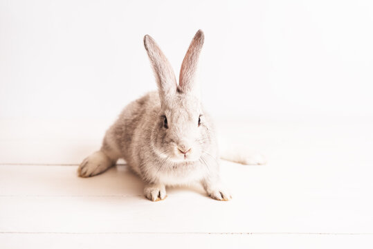 cute funny baby rabbit of gray color on light wooden table. Decorative rabbit, rabbits for breeding. Rabbit breed giant
