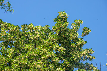 large lime tree against a beautiful sunset sky. lime tree provides natural remedy for variety of ailments.