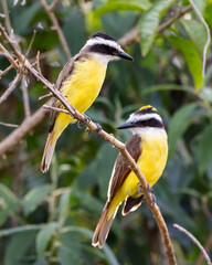 Fototapeta premium A couple of Great Kiskadee also know as Bem-te-vi perched on the branch under rain . Species Pitangus sulphuratus. Animal world. Bird lover. Birdwatching. Flycatcher.