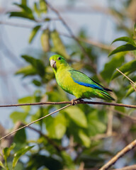 A Blue-winged Parrotlet also know as Tuim perched on branch. Species Forpus xanthopterygius. Animal world. Bird lover. Birdwatching. Birding. The smallest parrot in Brazil.