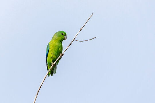 A Blue-winged Parrotlet also know as Tuim perched on branch. Species Forpus xanthopterygius. Animal world. Bird lover. Birdwatching. Birding. The smallest parrot in Brazil.