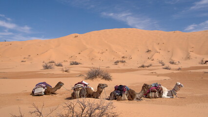 Fototapeta na wymiar Line of dromedary camels (Camelus dromedarius) wearing saddles for a camel trek in the Sahara Desert, outside of Douz, Tunisia