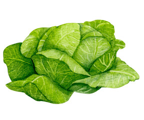 Fresh head of cabbage. Watercolor element on the theme of gardening, harvesting, healthy eating, illustrations of ingredients for recipes and menus.
