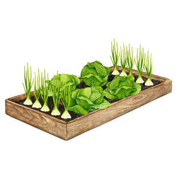 green vegetables in wooden garden bed clip art preview
