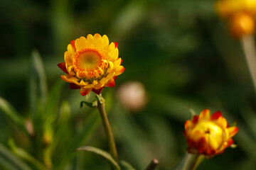 Fototapeta premium Xerochrysum bracteatum, commonly known as the golden everlasting or strawflower, is a flowering plant in the family Asteraceae native to Australia, it seems in munnar, ooty in india