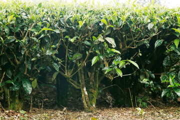 very aged tea plant in a farm in kerala