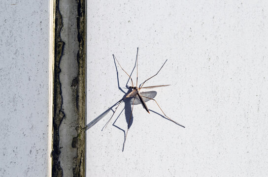 Tipuloidea Midge mosquito with long legs sits on the wall