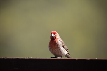 Common House Finch brightly lit