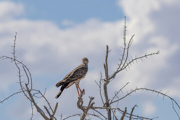goshawk perching in etosha national park