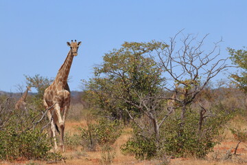 Naklejka premium giraffe in the wild of etosha