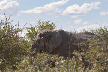 Fototapeta premium elephant in the wild of etosha national park, Namibia