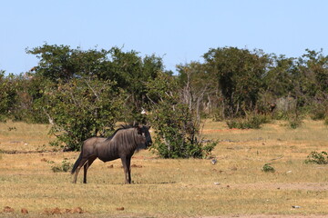 Naklejka premium wildebeest in the wild of etosha
