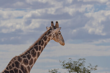 portrait of a giraffe in etosha