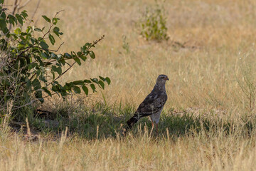 goshawk perching in etosha national park
