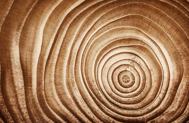 Fototapeta na wymiar Stump of tree felled - section of the trunk with annual rings. Slice larch wood.