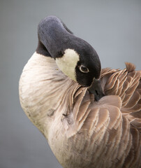 Preening Canada Goose 