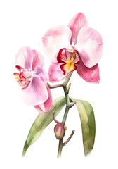 Naklejka na ściany i meble Watercolor illustration of a orchid flower isolated on white background. Generative AI.