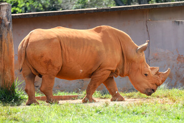 Fototapeta premium African white rhino isolated in selective focus