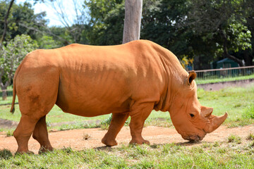 Naklejka premium African white rhino isolated in selective focus