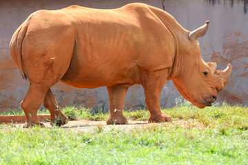 Fototapeta premium African white rhino isolated in selective focus