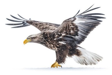 Obraz premium an Eagle in Flight with Wide Open Wings. Generative AI