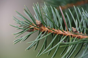 Świeża gałąź świerku, tło naturalne. © Adam Sadlak
