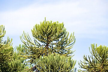 Araucaria tree (Araucaria angustifolia) in rural Prudentópolis County, State of Paraná, Brazil.